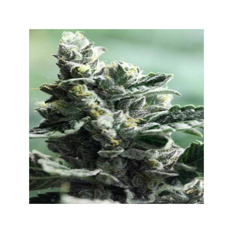 Strawberry Sour Diesel Feminizada de Devils Harvest Seeds