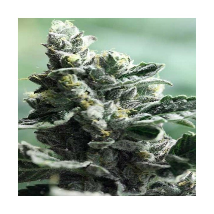 Strawberry Sour Diesel Feminizada de Devils Harvest Seeds