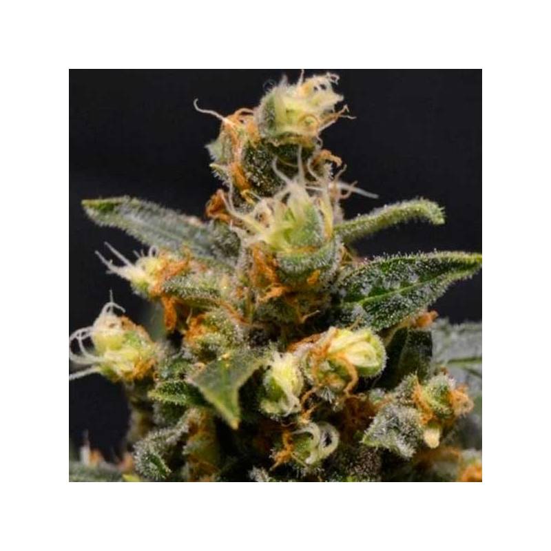 AK Feminizada de Cbd Seeds