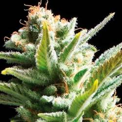 Amnesia 5 Feminizada de Cbd Seeds