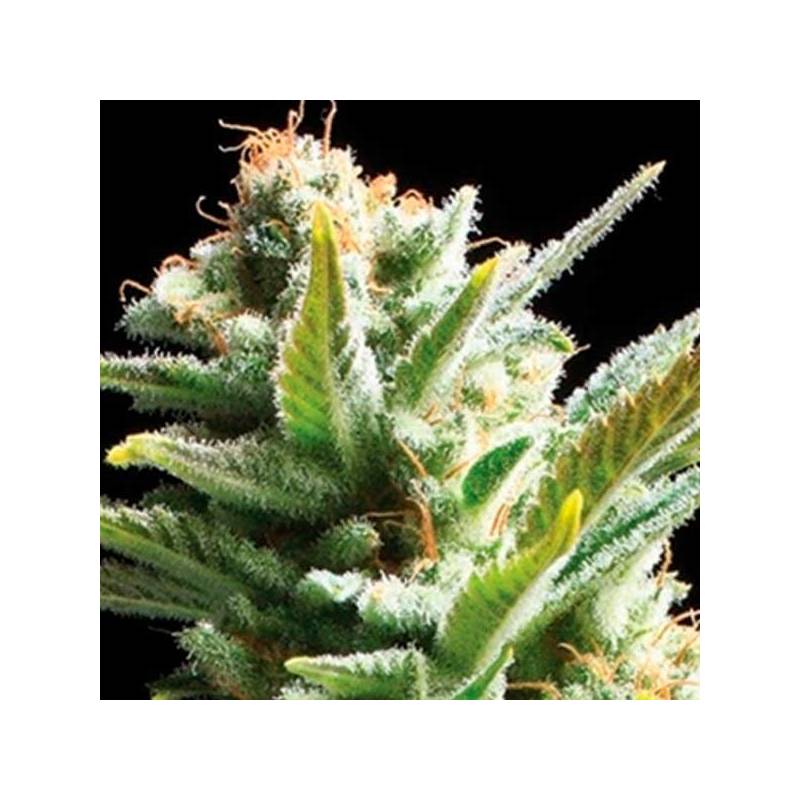 Amnesia 5 Feminizada de Cbd Seeds