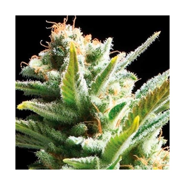 Amnesia 5 Feminizada de Cbd Seeds