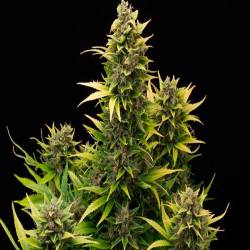 Amnesia Autofloreciente Feminizada de Cbd Seeds