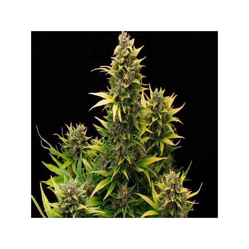 Amnesia Autofloreciente Feminizada de Cbd Seeds