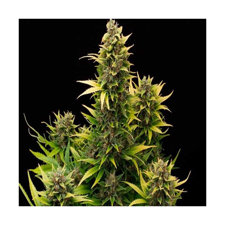 Amnesia Autofloreciente Feminizada de Cbd Seeds