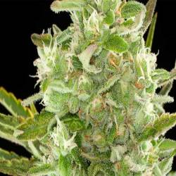 Critical Autofloreciente Feminizada de Cbd Seeds