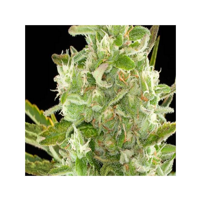 Critical Autofloreciente Feminizada de Cbd Seeds