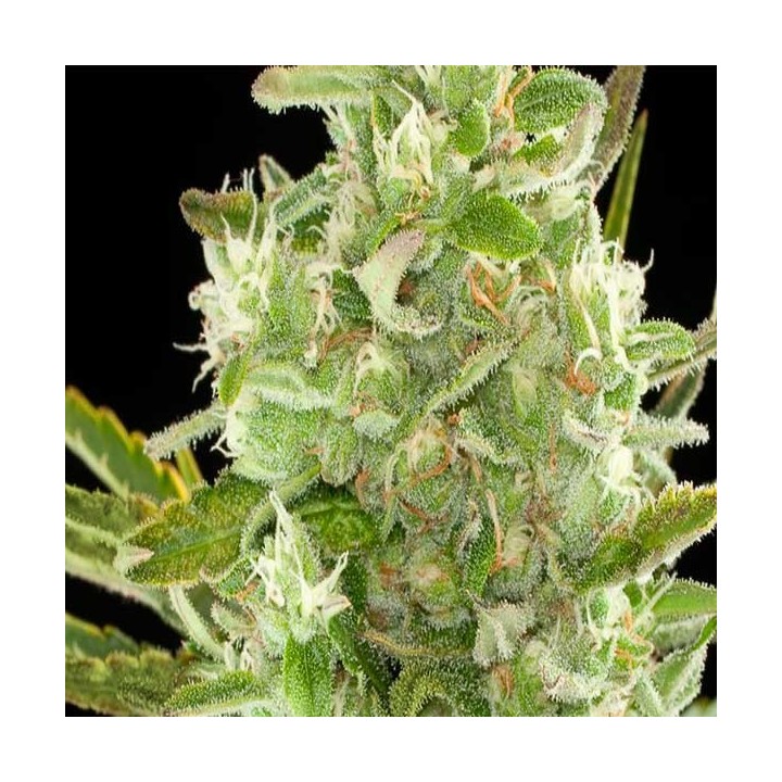Critical Autofloreciente Feminizada de Cbd Seeds