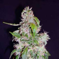 Diesel Autofloreciente Feminizada de Cbd Seeds