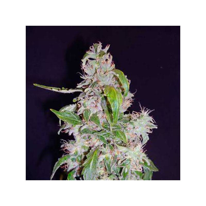 Diesel Autofloreciente Feminizada de Cbd Seeds