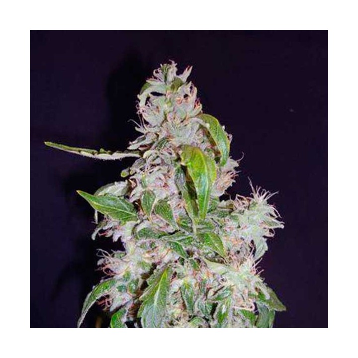 Diesel Autofloreciente Feminizada de Cbd Seeds