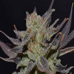 Lavender Autofloreciente Feminizada de Cbd Seeds