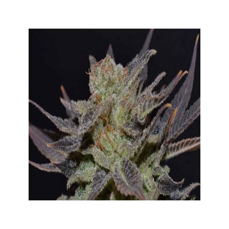 Lavender Autofloreciente Feminizada de Cbd Seeds