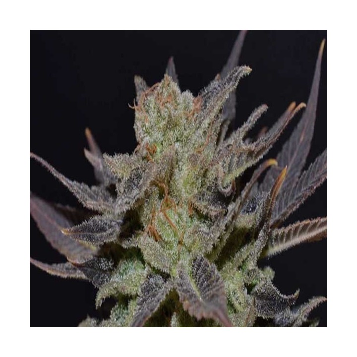 Lavender Autofloreciente Feminizada de Cbd Seeds