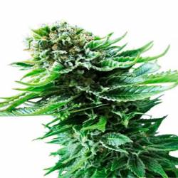 Northern Autofloreciente Feminizada de Cbd Seeds