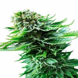 Auto Northern