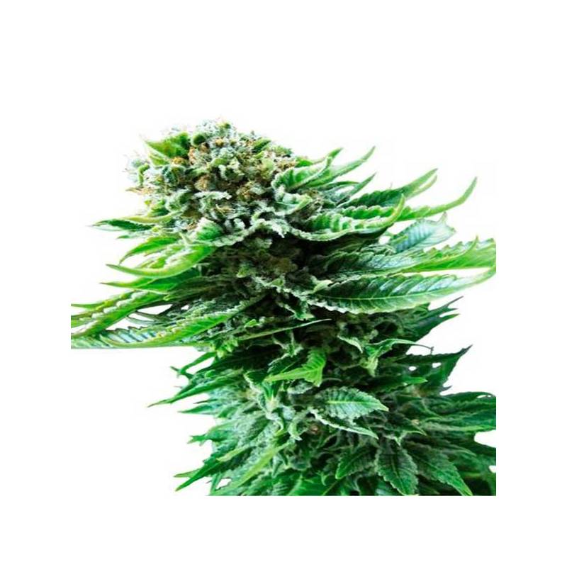 Northern Autofloreciente Feminizada de Cbd Seeds