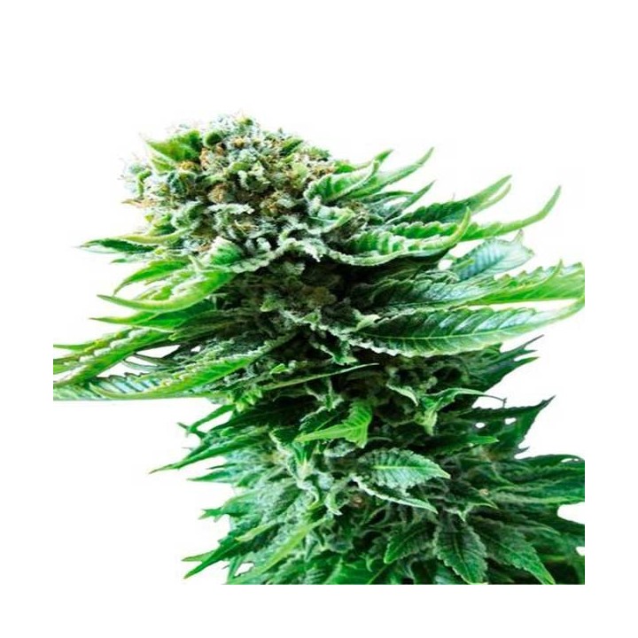 Northern Autofloreciente Feminizada de Cbd Seeds