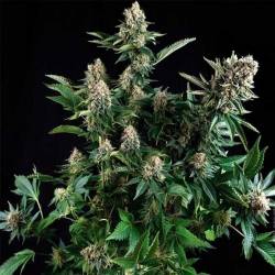 Widow Autofloreciente Feminizada de Cbd Seeds