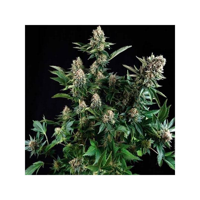 Widow Autofloreciente Feminizada de Cbd Seeds