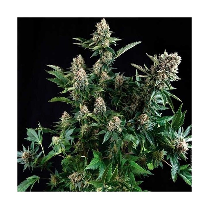 Widow Autofloreciente Feminizada de Cbd Seeds