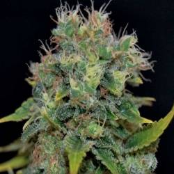 Yumbolt Autofloreciente Feminizada de Cbd Seeds