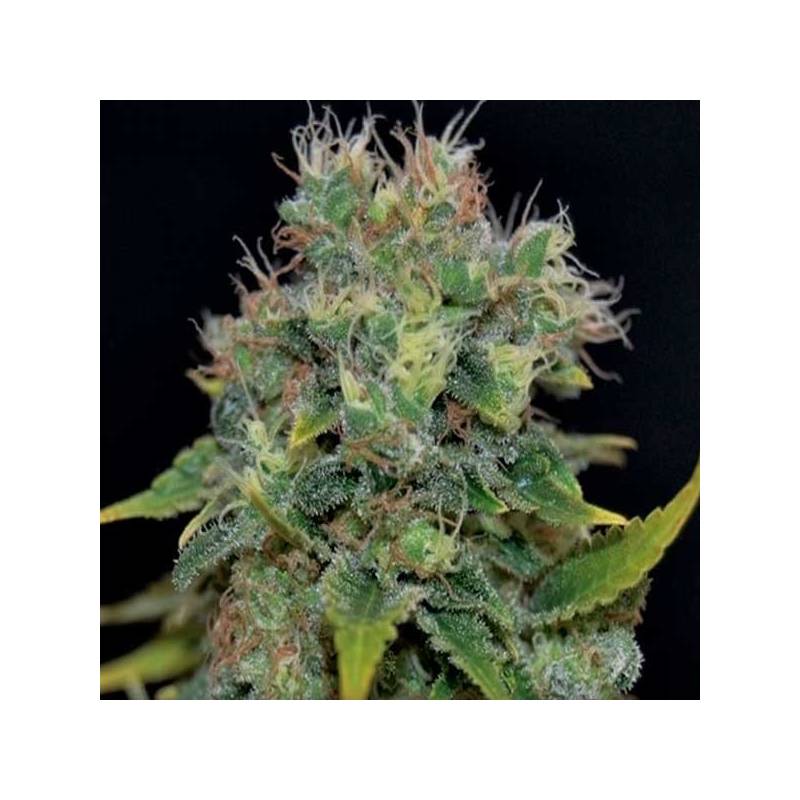 Yumbolt Autofloreciente Feminizada de Cbd Seeds