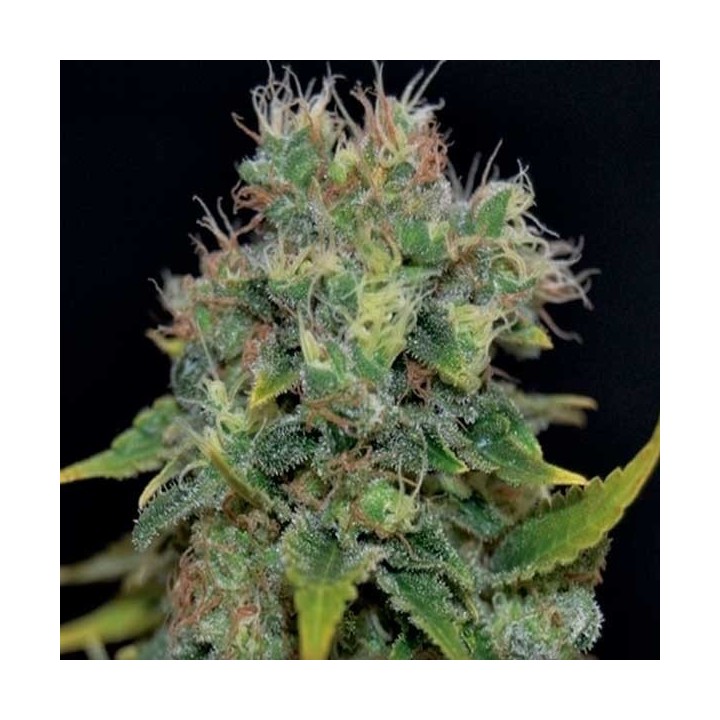 Yumbolt Autofloreciente Feminizada de Cbd Seeds
