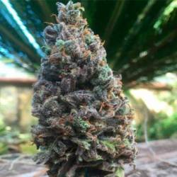 CBD Amnesia Feminizada de Cbd Seeds