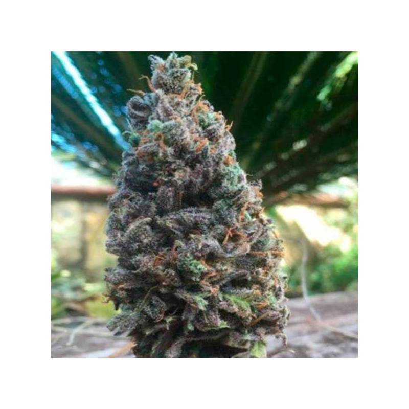 Cbd Amnesia Cbd Amnesia