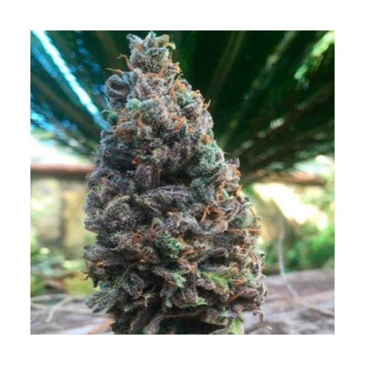 CBD Amnesia Feminizada de Cbd Seeds