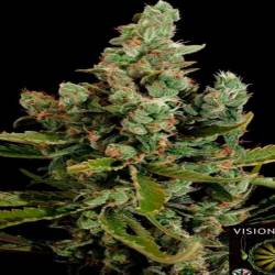 Cheese Feminizada de Cbd Seeds