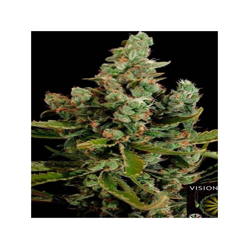 Cheese Feminizada de Cbd Seeds