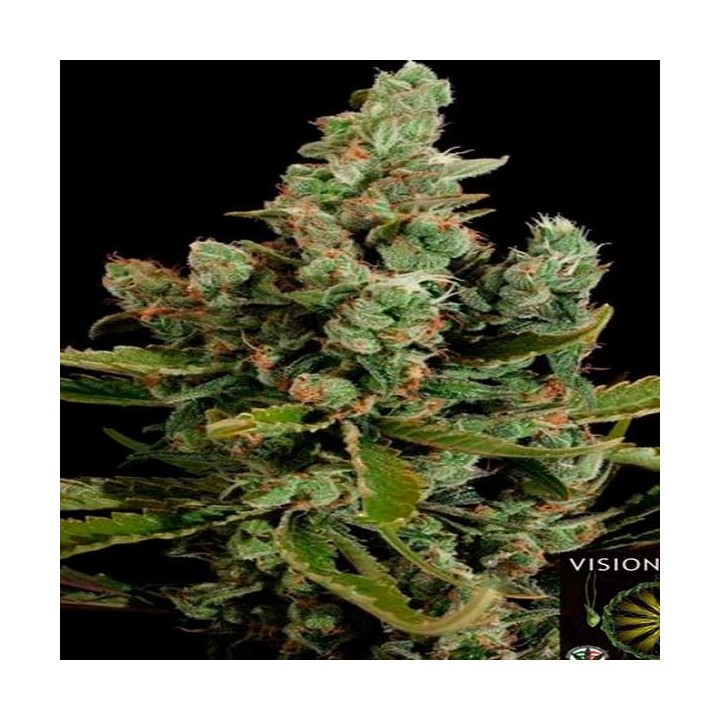 Cheese Feminizada de Cbd Seeds