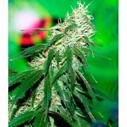 Buzz Bomb Feminizada de Bomb Seeds