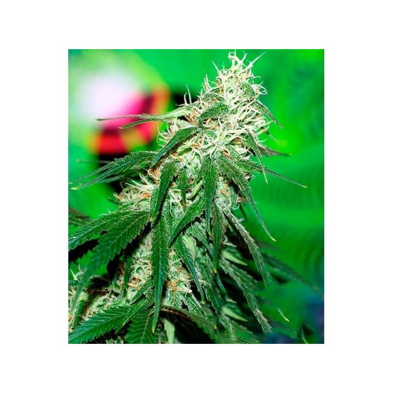 Buzz Bomb Feminizada de Bomb Seeds