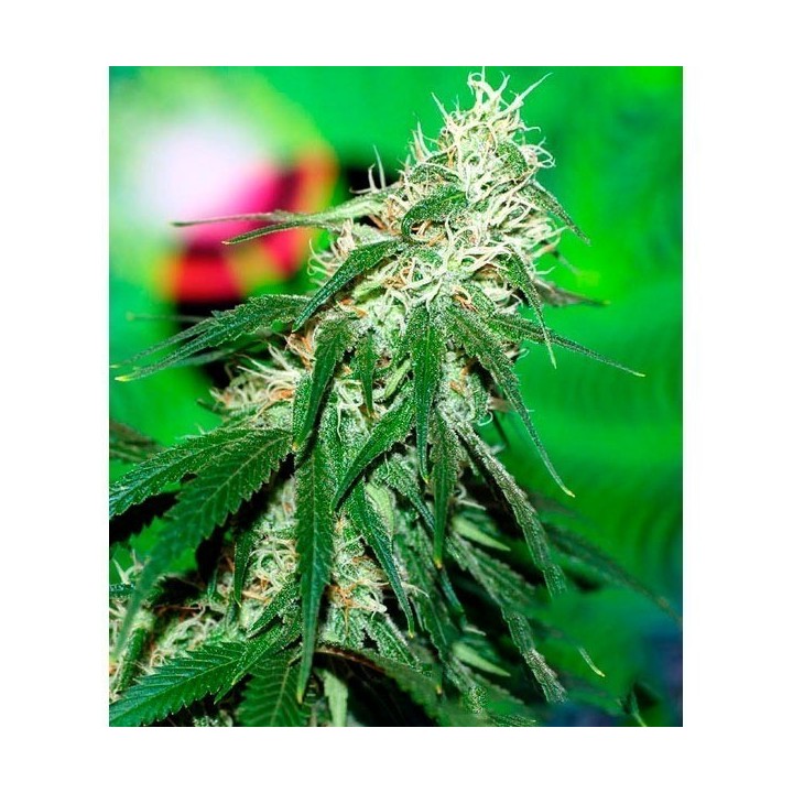 Buzz Bomb Feminizada de Bomb Seeds