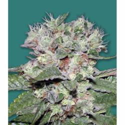 Bomb CBD Feminizada de Bomb Seeds