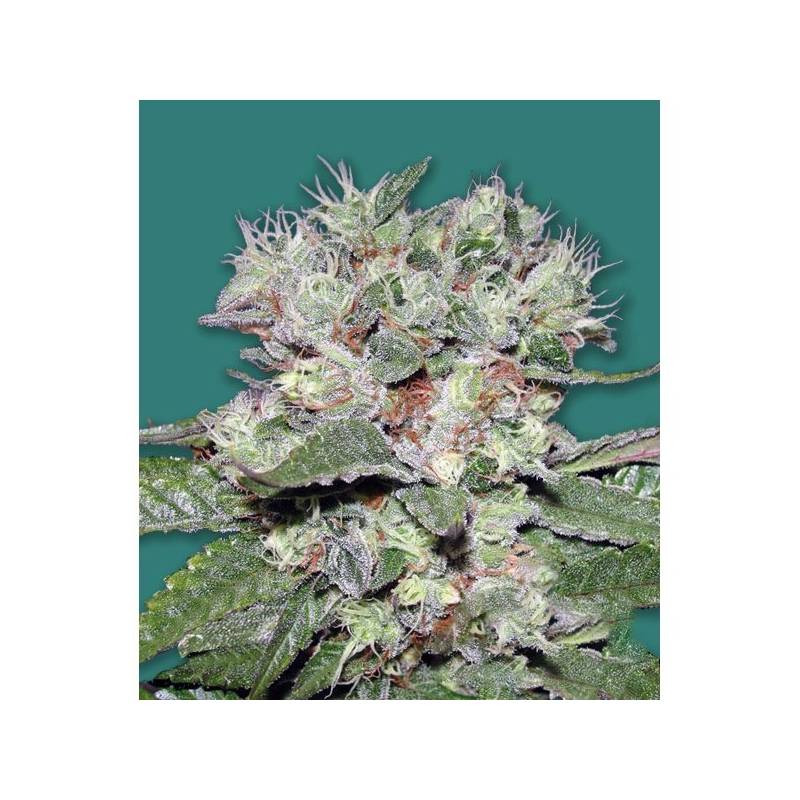 Bomb CBD Feminizada de Bomb Seeds