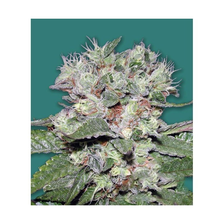 Bomb CBD Feminizada de Bomb Seeds