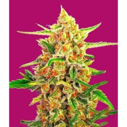 Cherry Bomb Feminizada de Bomb Seeds