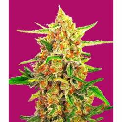 Cherry Bomb Feminizada de Bomb Seeds