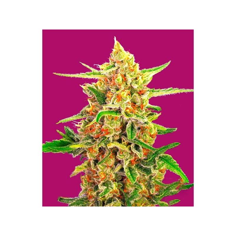 Cherry Bomb Feminizada de Bomb Seeds