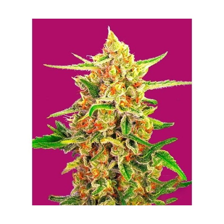 Cherry Bomb Feminizada de Bomb Seeds