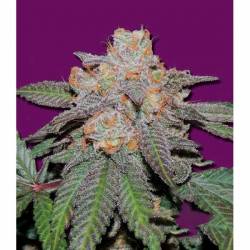 Cherry Bomb Autofloreciente Feminizada de Bomb Seeds