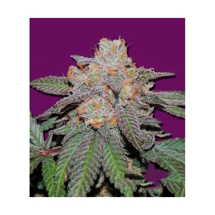 Cherry Bomb Autofloreciente Feminizada de Bomb Seeds