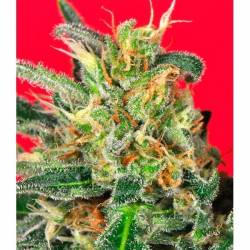 Cluster Bomb Feminizada de Bomb Seeds