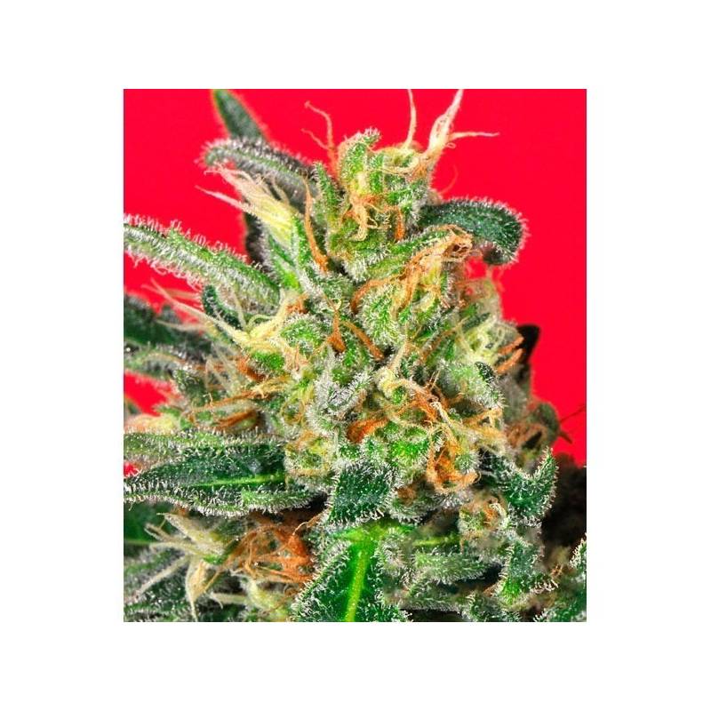 Cluster Bomb Feminizada de Bomb Seeds