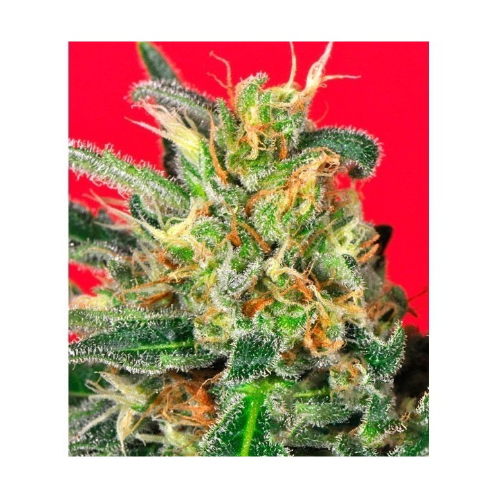 Cluster Bomb Feminizada de Bomb Seeds