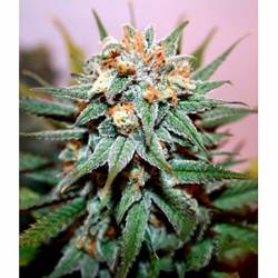 Hash Bomb Feminizada de Bomb Seeds